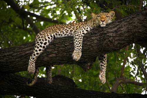 lazy
