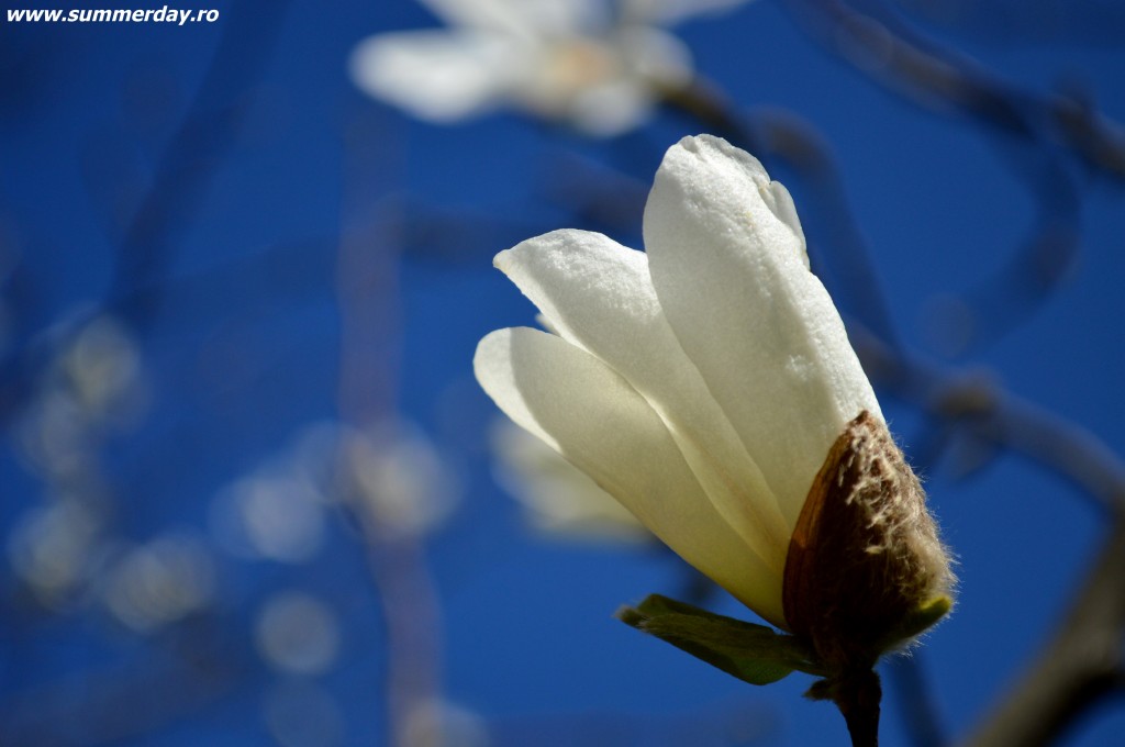 "closeup magnolie"
