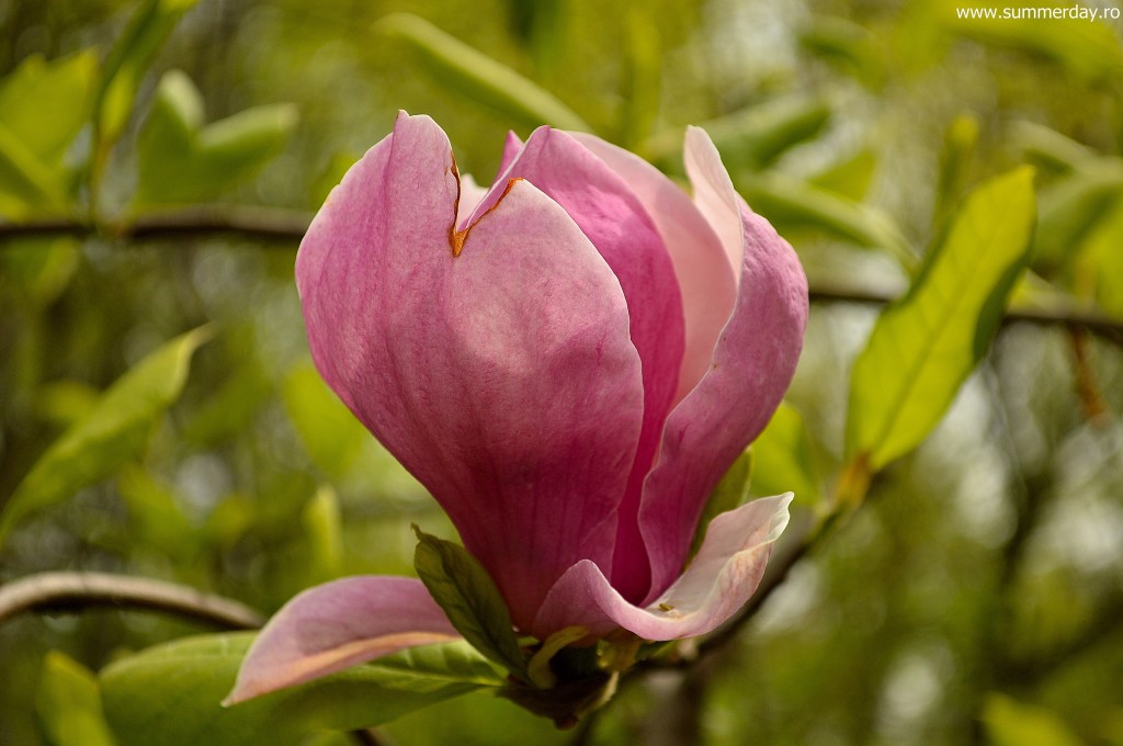 magnolii-primavara
